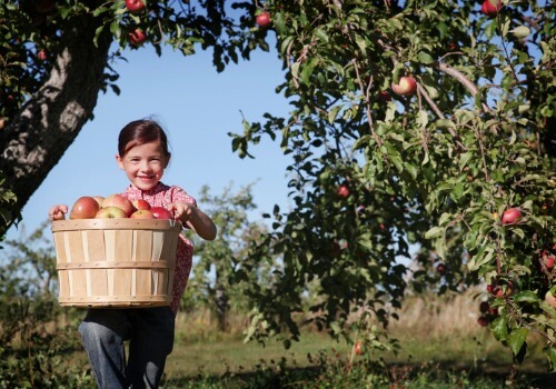 Fruit Picking for Kids in Bloomington Illinois