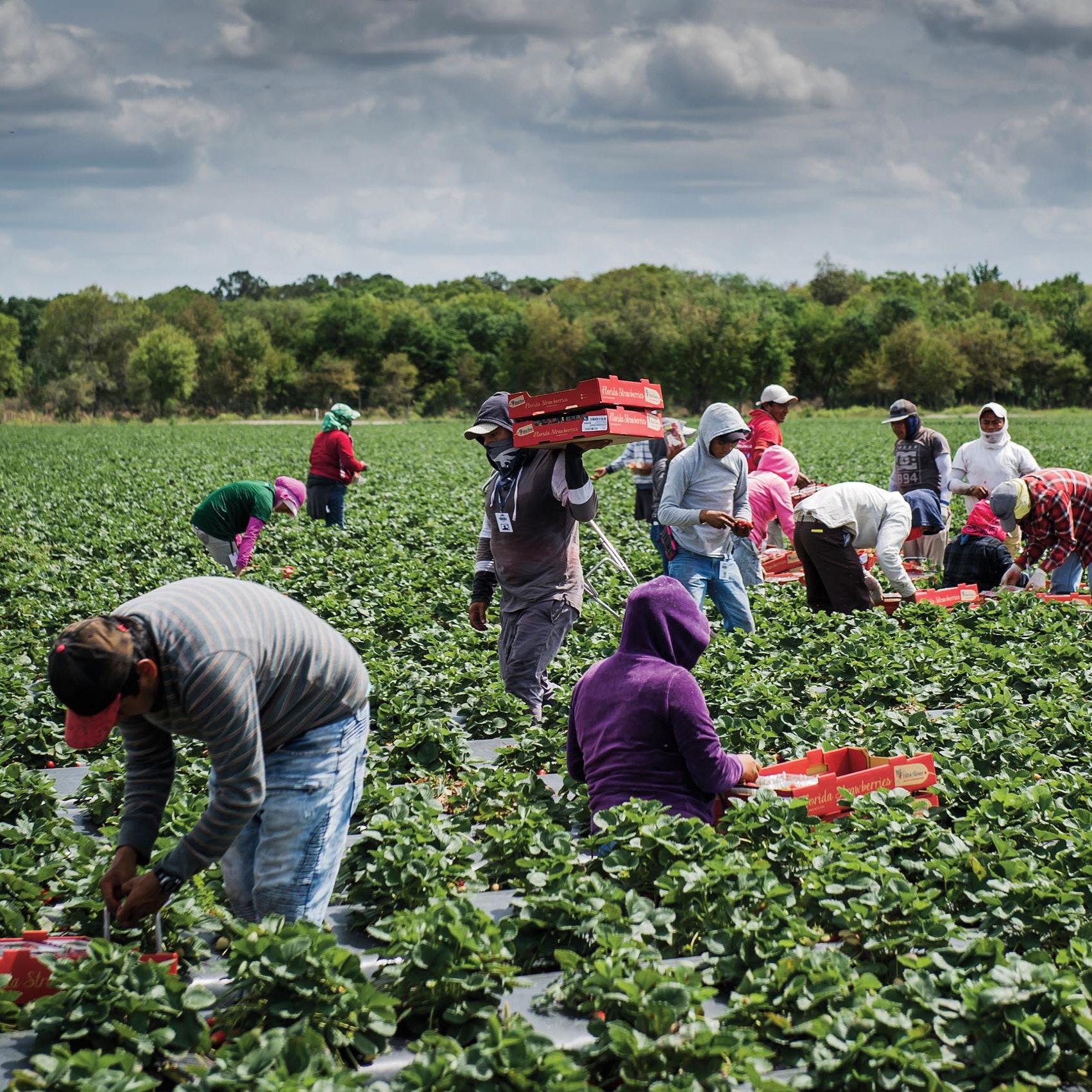 Fruit Picking for Kids in Brandon Florida