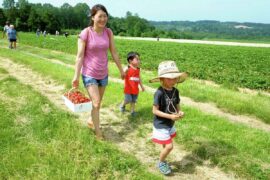 Fruit Picking for Kids in Bridgeport Connecticut