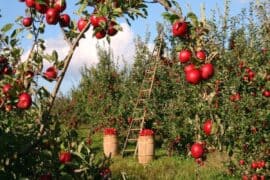 Fruit Picking for Kids in Buffalo New York