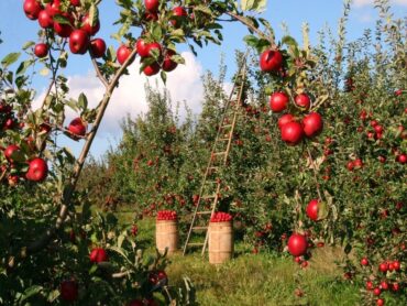 Fruit Picking for Kids in Buffalo New York