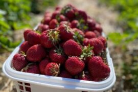 Fruit Picking for Kids in Carmel Indiana