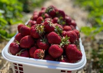 Fruit Picking for Kids in Carmel Indiana