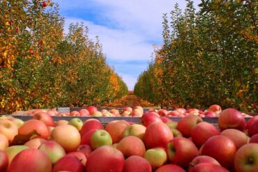 Fruit Picking for Kids in Carmichael California