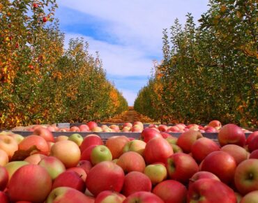 Fruit Picking for Kids in Carmichael California