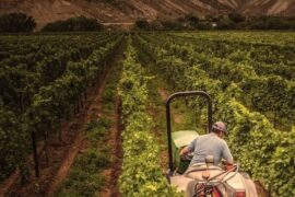 Fruit Picking for Kids in Castle Rock Colorado