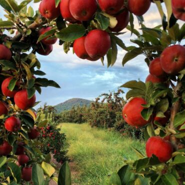 Fruit Picking for Kids in Centreville Virginia