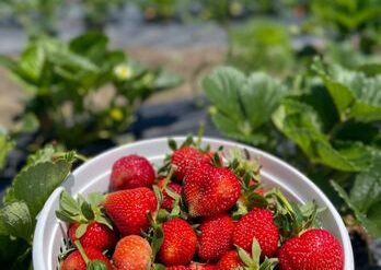 Fruit Picking for Kids in Chesapeake Virginia