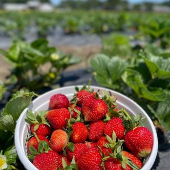 Fruit Picking for Kids in Chesapeake Virginia