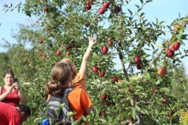 Fruit Picking for Kids in Chicago Illinois