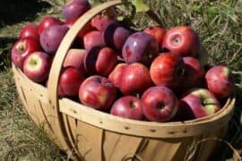 Fruit Picking for Kids in Dale City Virginia