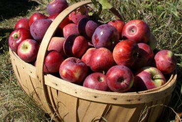 Fruit Picking for Kids in Dale City Virginia