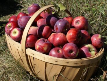 Fruit Picking for Kids in Dale City Virginia