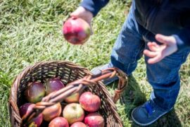 Fruit Picking for Kids in Elgin Illinois