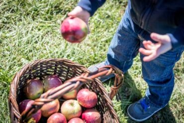 Fruit Picking for Kids in Elgin Illinois