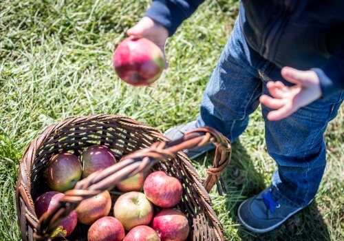 Fruit Picking for Kids in Elgin Illinois