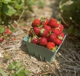 Fruit Picking for Kids in Ellicott City Maryland