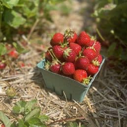 Fruit Picking for Kids in Ellicott City Maryland