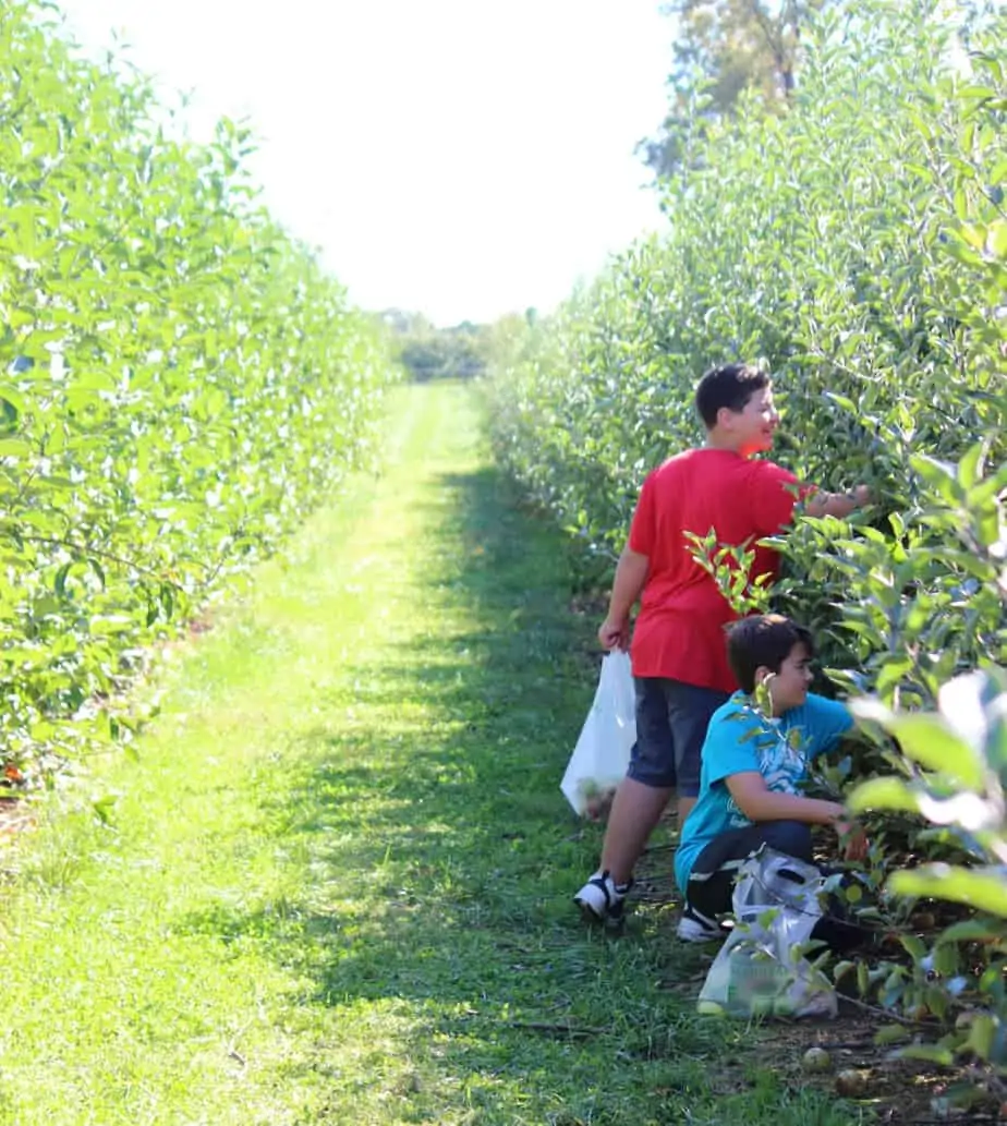 Fruit Picking for Kids in Frederick Maryland