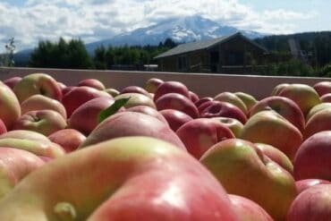 Fruit Picking for Kids in Gresham Oregon