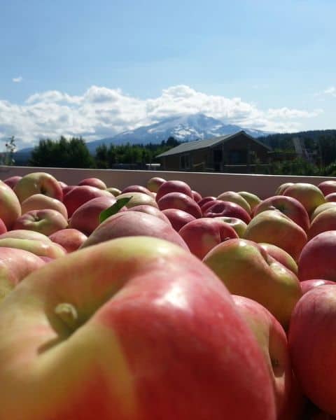 Fruit Picking for Kids in Gresham Oregon