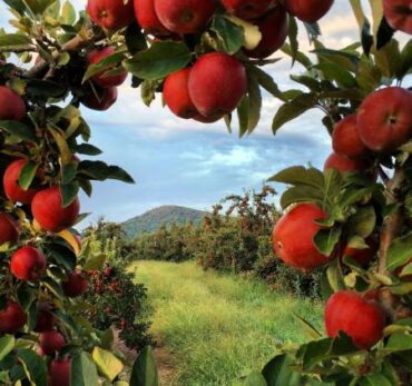 Fruit Picking for Kids in Hampton Virginia