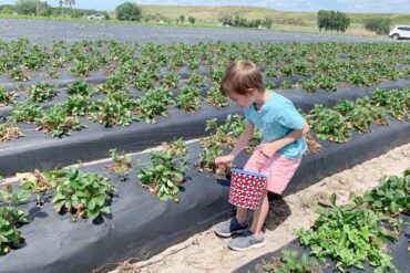 Fruit Picking for Kids in Hillsborough County Florida