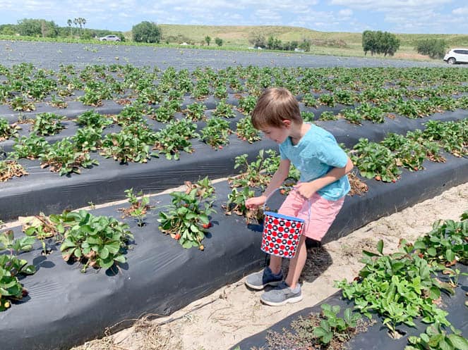 Fruit Picking for Kids in Hillsborough County Florida