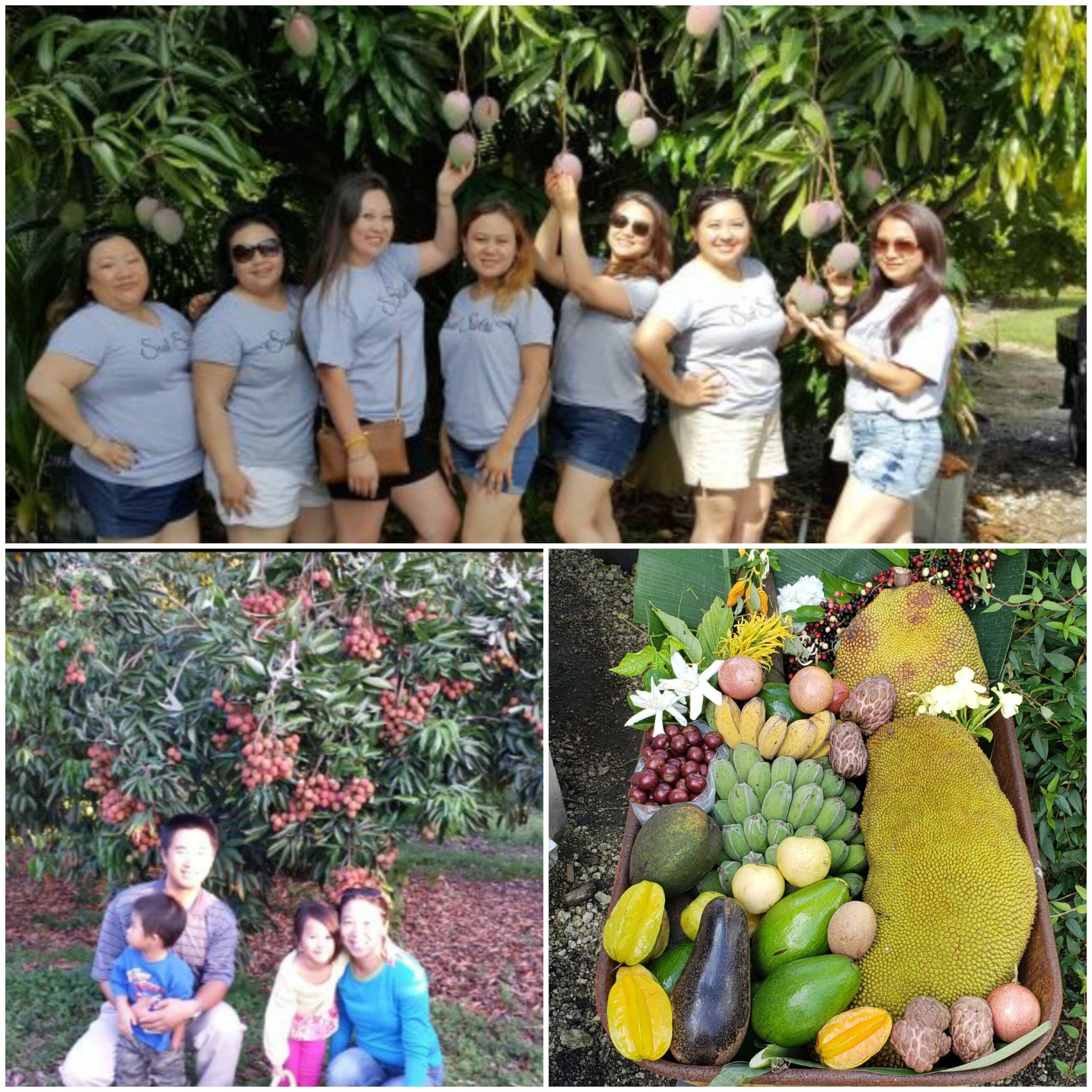 Fruit Picking for Kids in Homestead Florida