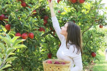 Fruit Picking for Kids in Hoover Alabama