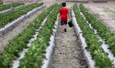 Fruit Picking for Kids in Kendall Florida