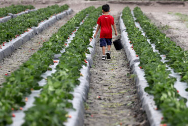 Fruit Picking for Kids in Kendall Florida