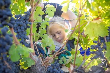 Fruit Picking for Kids in Kennewick Washington