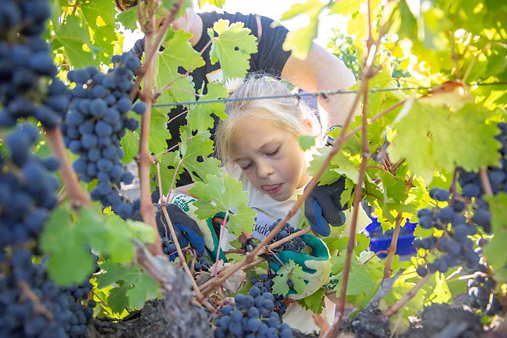 Fruit Picking for Kids in Kennewick Washington