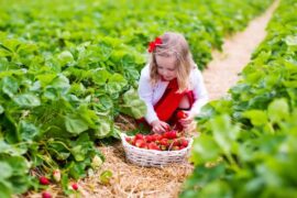 Fruit Picking for Kids in Lawton Oklahoma