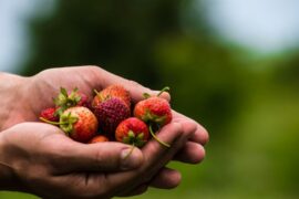 Fruit Picking for Kids in Lincoln Nebraska