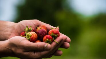 Fruit Picking for Kids in Lincoln Nebraska