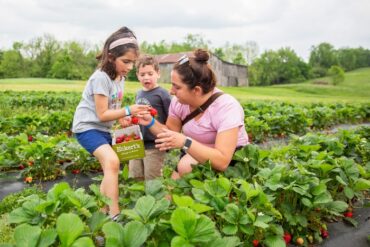 Fruit Picking for Kids in Louisville Kentucky