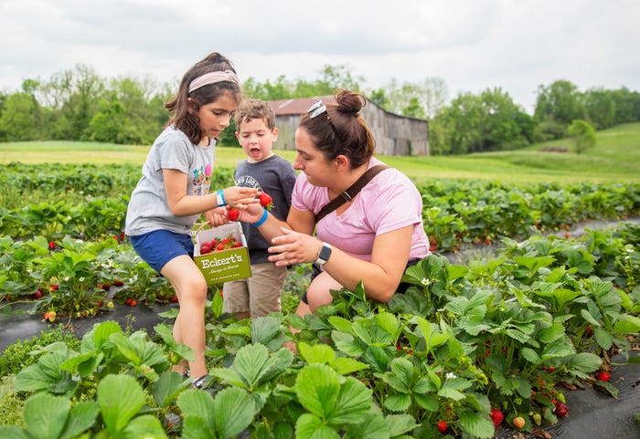 Fruit Picking for Kids in Louisville Kentucky