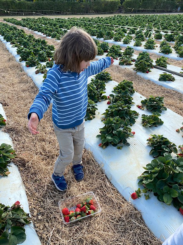 Fruit Picking for Kids in Miami Gardens Florida