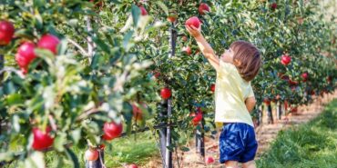 Fruit Picking for Kids in Mobile Alabama