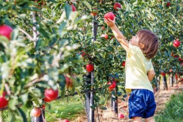 Fruit Picking for Kids in Mobile Alabama