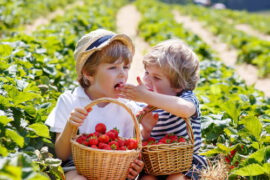 Fruit Picking for Kids in Naperville Illinois