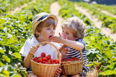 Fruit Picking for Kids in Naperville Illinois