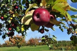 Fruit Picking for Kids in New Britain Connecticut