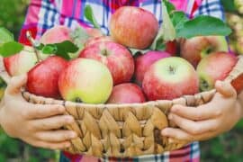 Fruit Picking for Kids in New Haven Connecticut