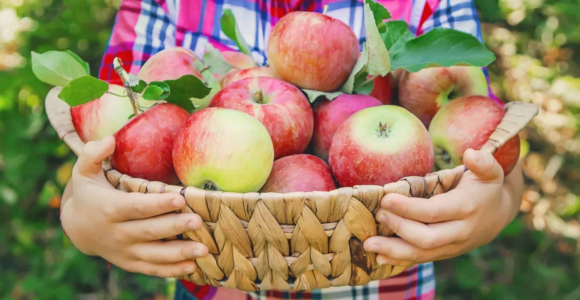 Fruit Picking for Kids in New Haven Connecticut