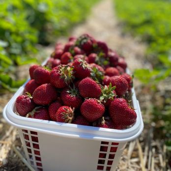 Fruit Picking for Kids in Noblesville Indiana