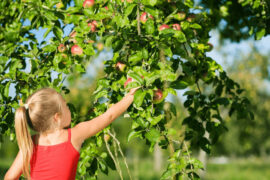 Fruit Picking for Kids in Omaha Nebraska