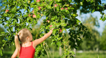 Fruit Picking for Kids in Omaha Nebraska